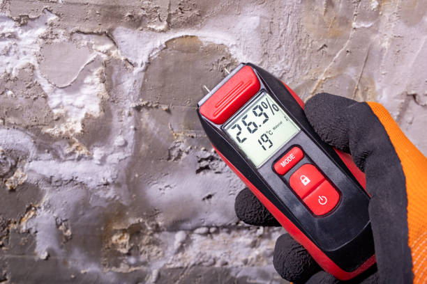 Best Local Mold Removal Service  in Romancoke, MD