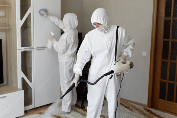 Professional Mold Removal in Romancoke, MD