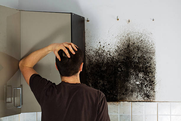 Best Black Mold Removal  in Romancoke, MD
